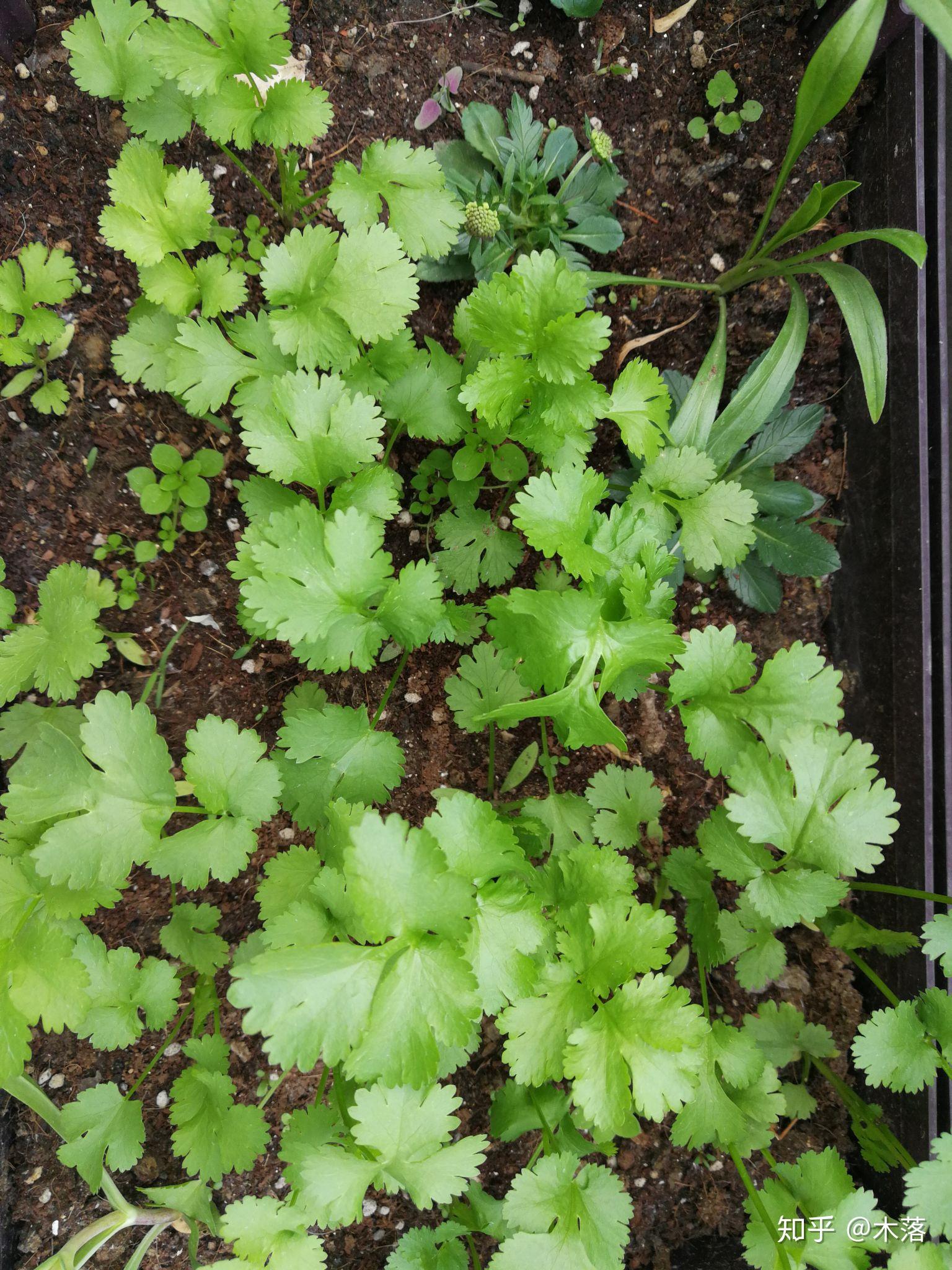 香菜中文正名芫荽是一种什么植物它的气味和味道有什么特点