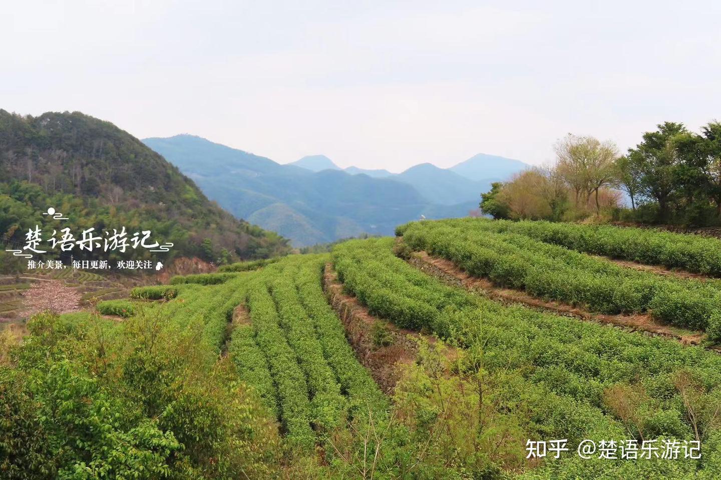 大茶场 