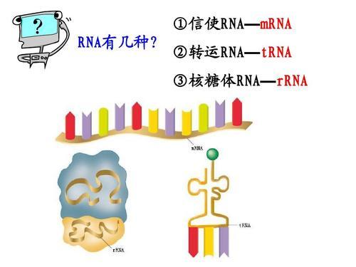 核糖体rna