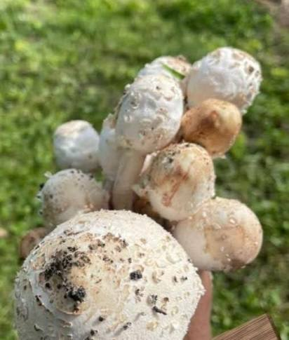 夫妻在苗圃地采来看似常见的无毒菌菇煮汤，引发食物中毒，该如何避免这种情况？AI识图等辨别方式靠谱吗？