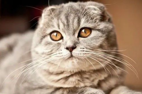 Why Do Cats Have Vertical Pupils?