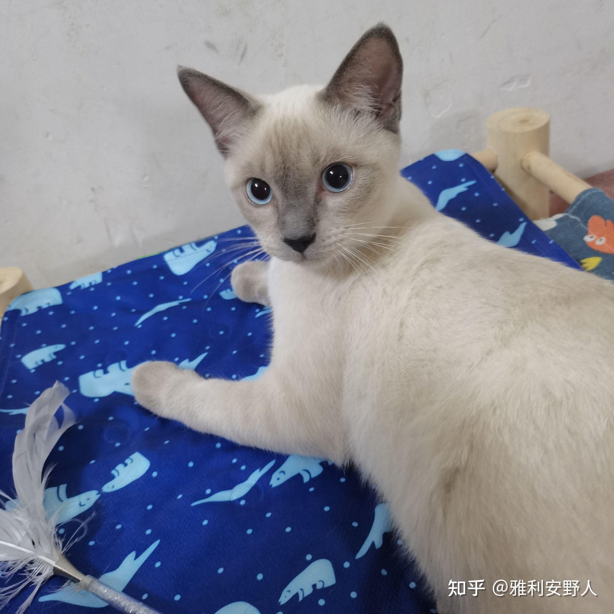 请问这是什么类型的暹罗猫呀