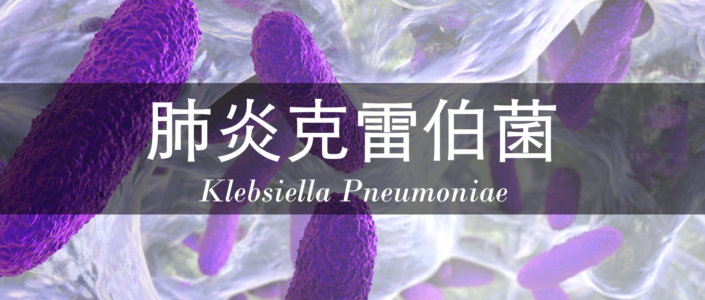 全面认识——肺炎克雷伯菌 （Klebsiella pneumoniae）
