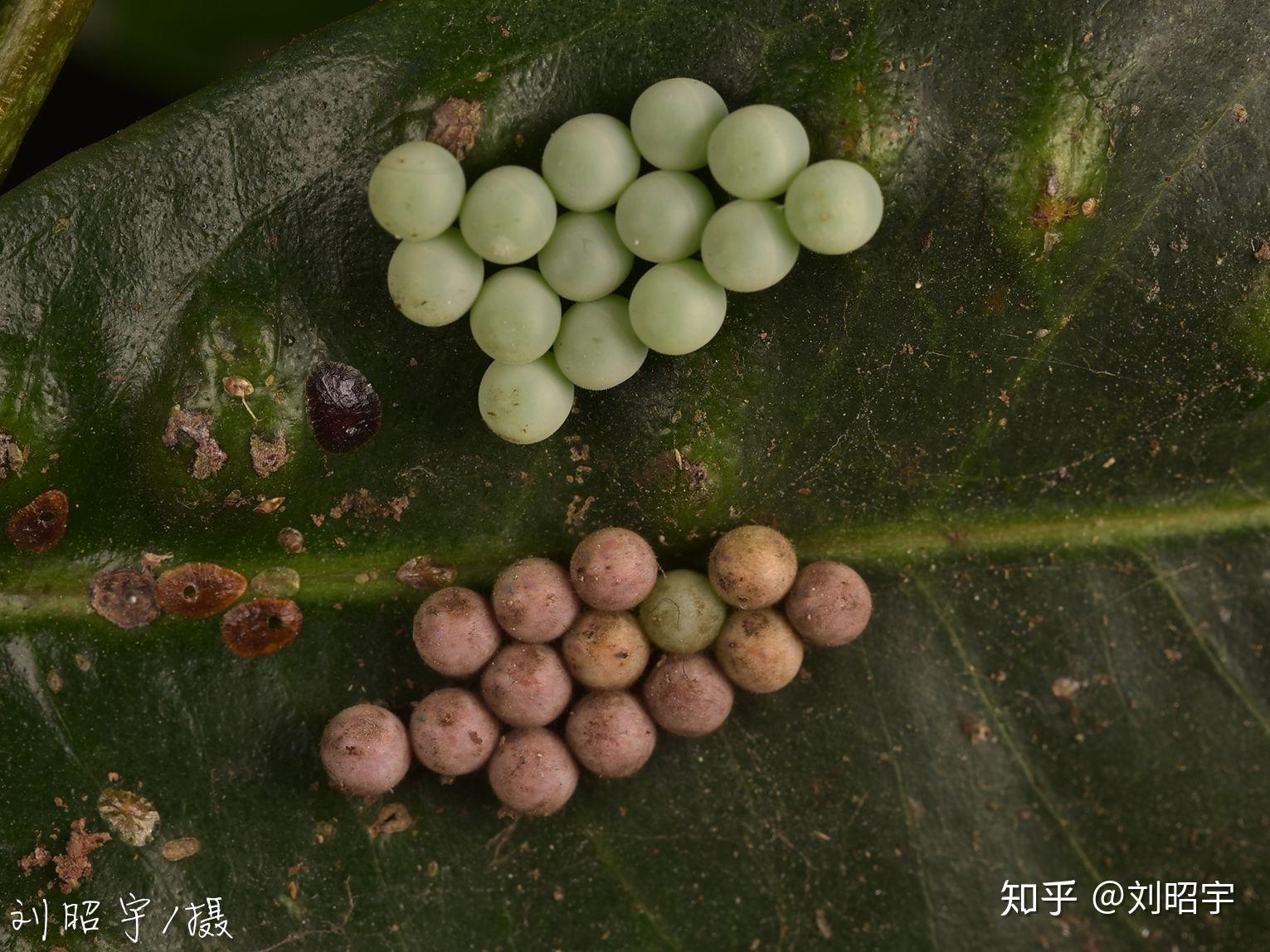 请问这有弹性无异味的绿色圆球是什么虫卵? - 知乎