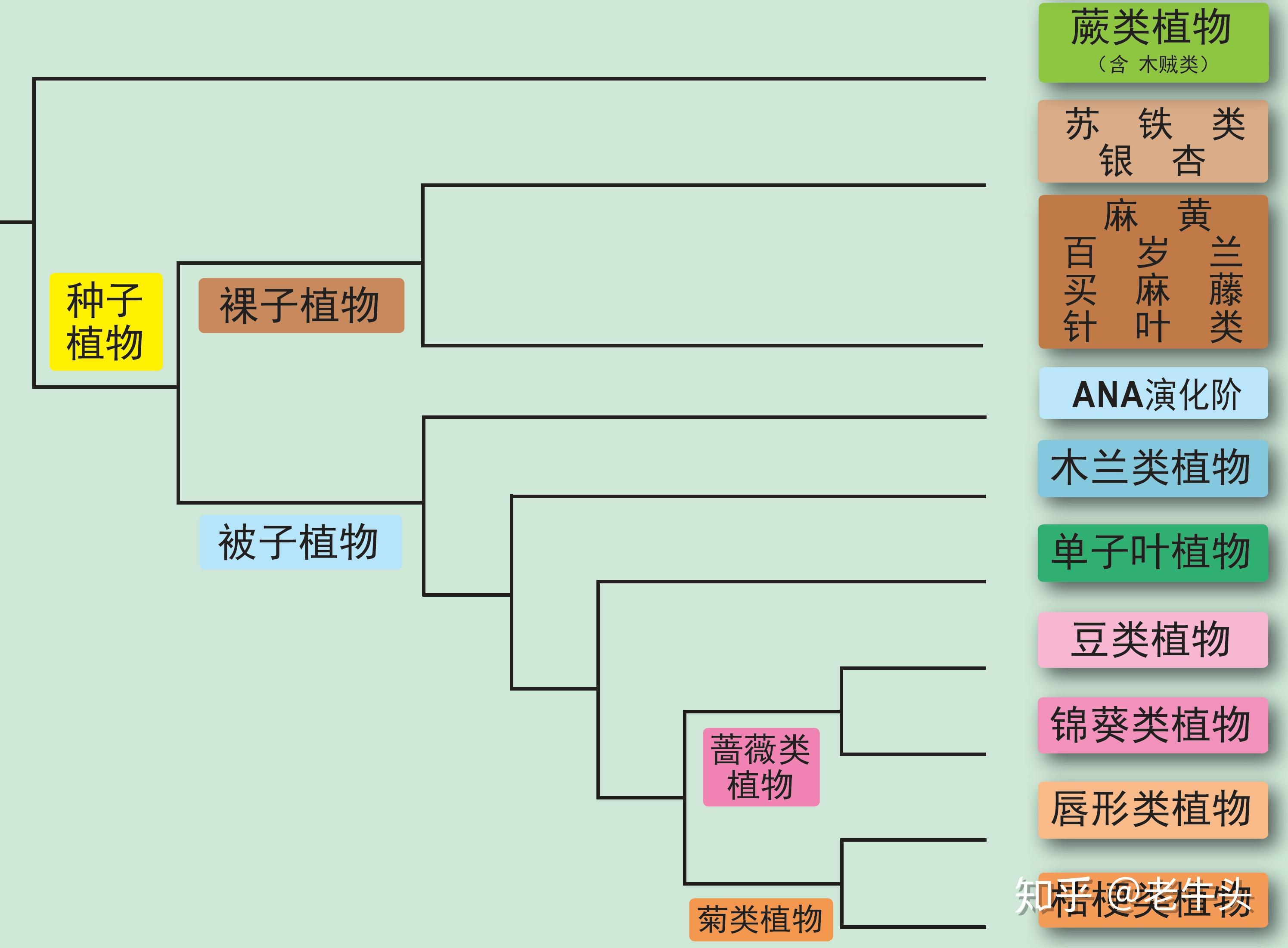 植物是怎么分类的