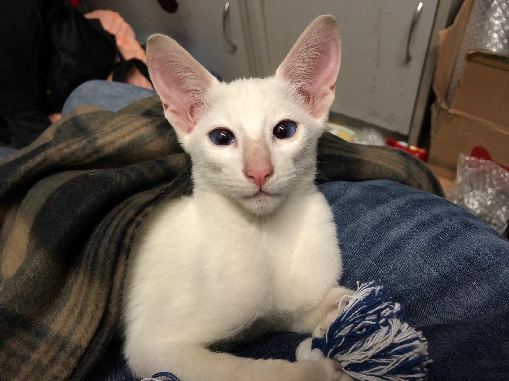 养东短(东方短毛猫)是什么体验? - 知乎