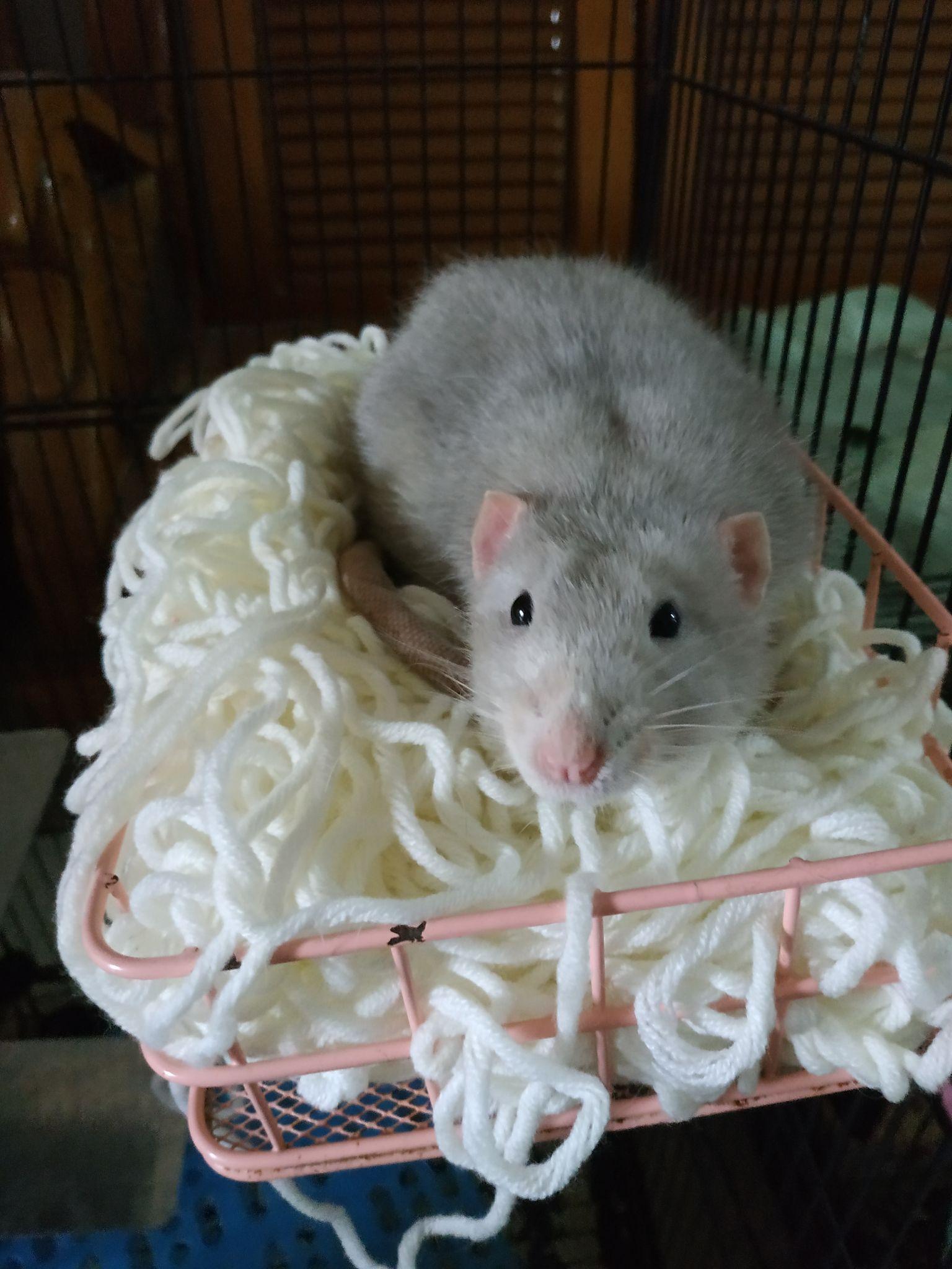 养宠物花枝鼠是一种什么样的体验