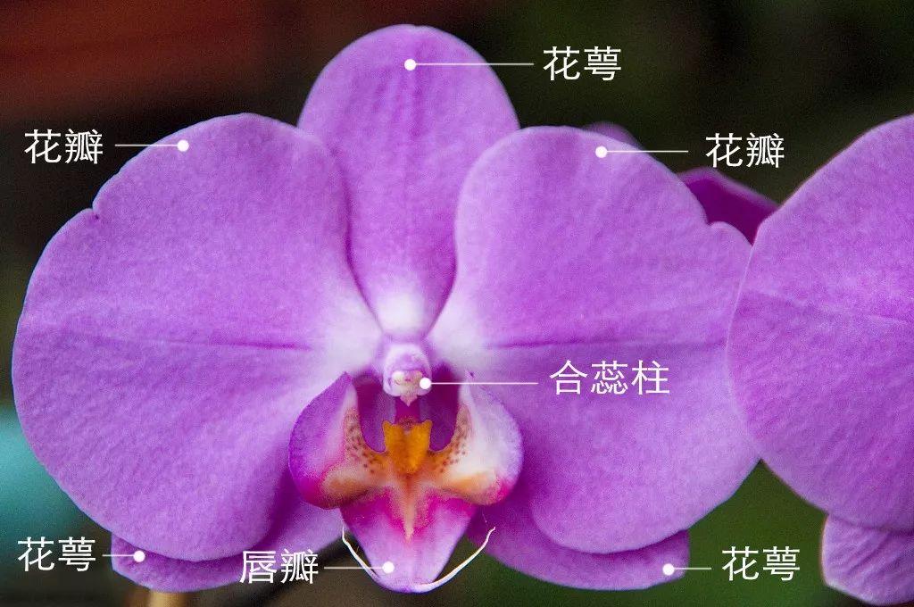 为了传宗接代,兰花也是拼了! - 知乎