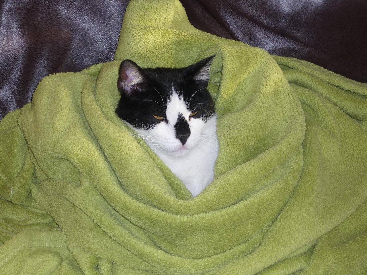 3. 猫咪保暖技巧