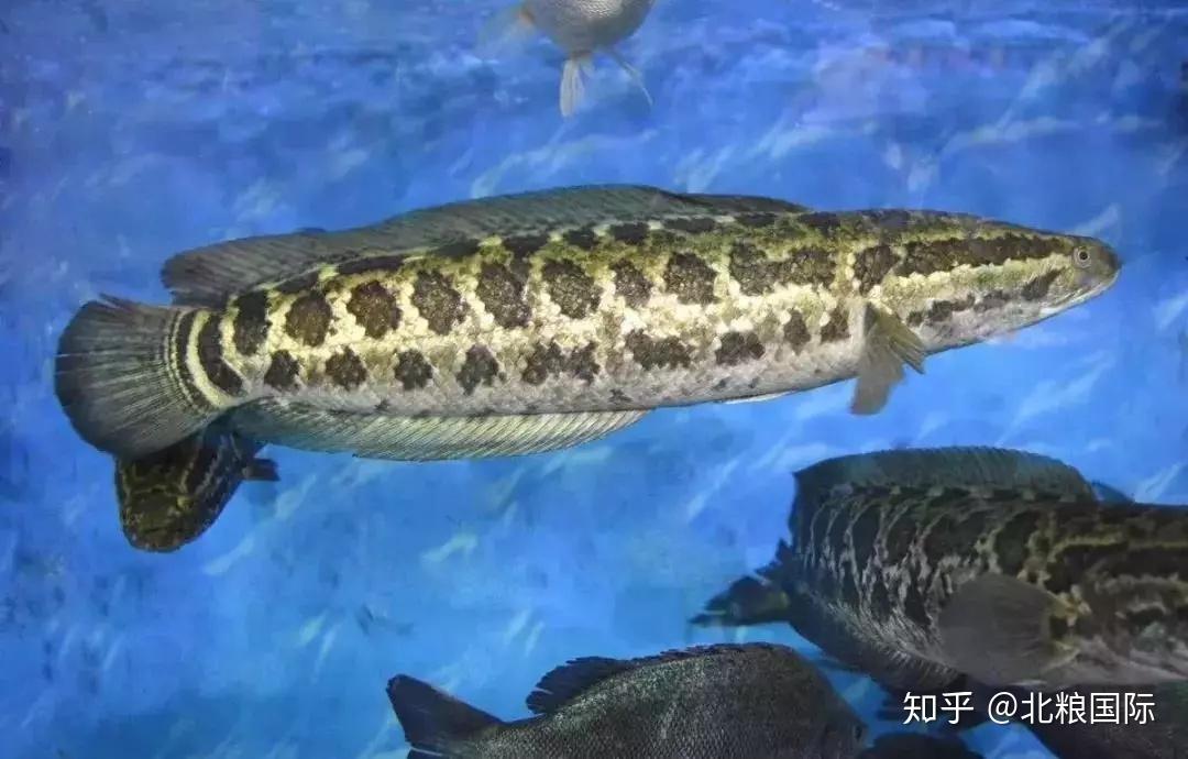 吃鱼,你选对了吗? - 知乎