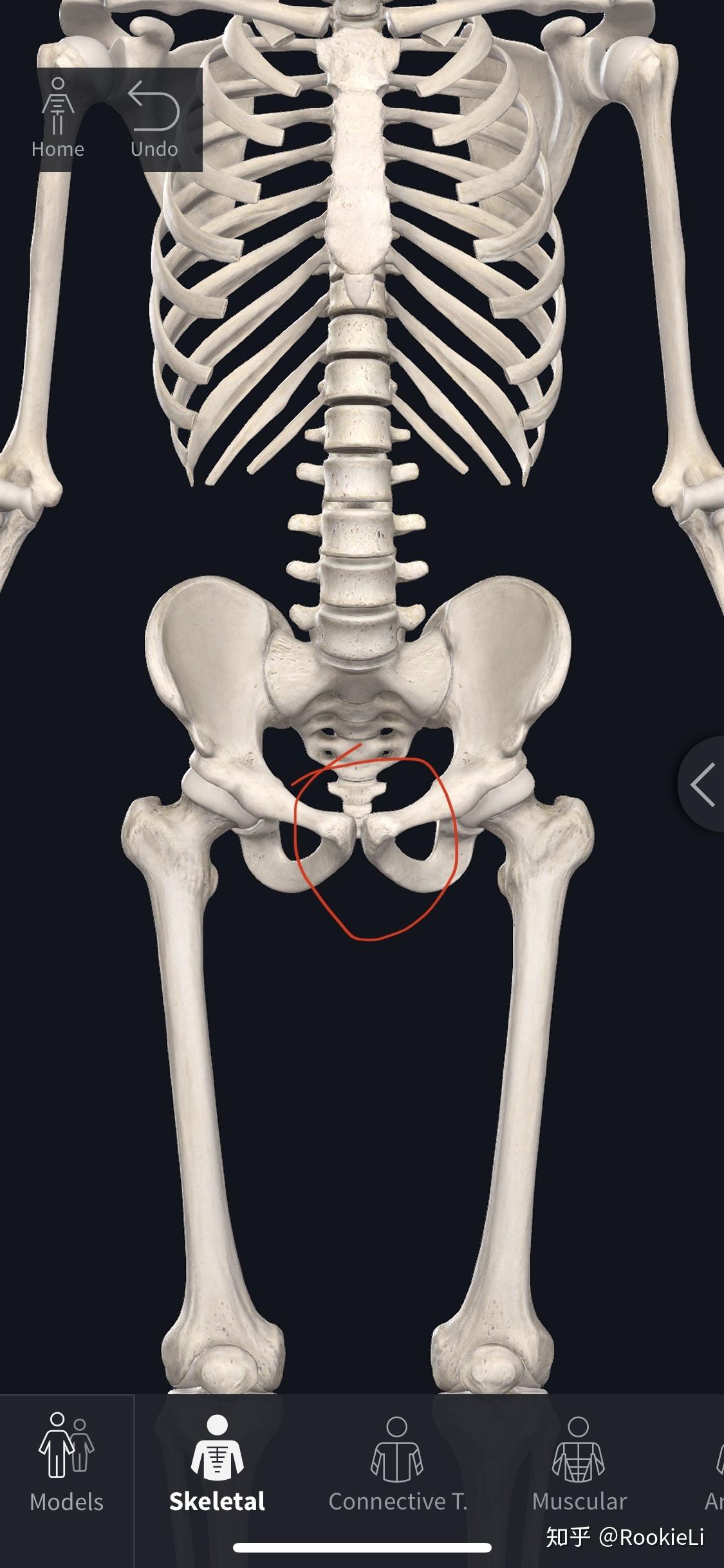 恐龙赖氏龙臀部这根突出的大骨头是什么? - 知乎