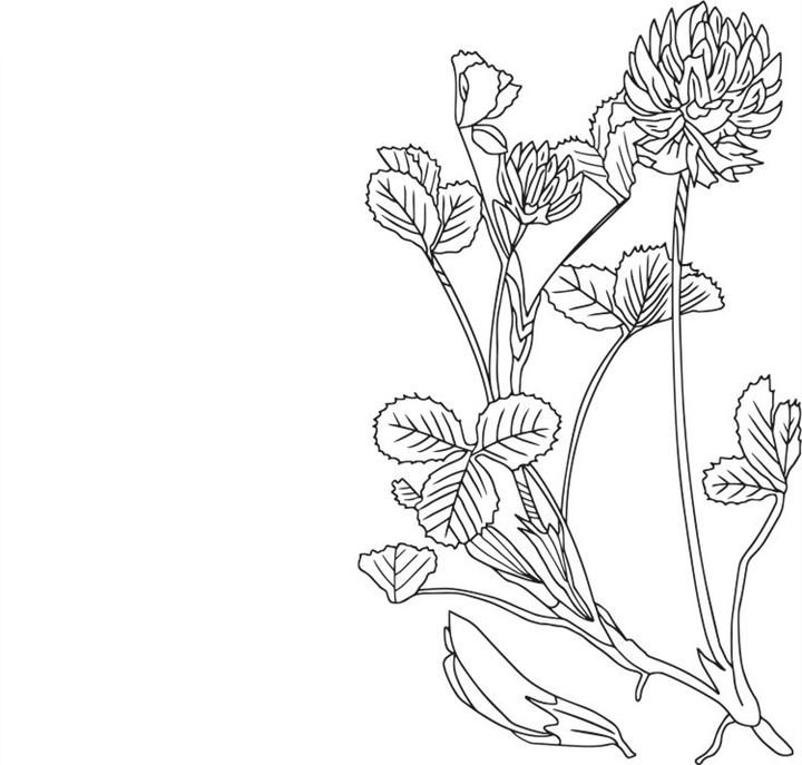 白车轴草