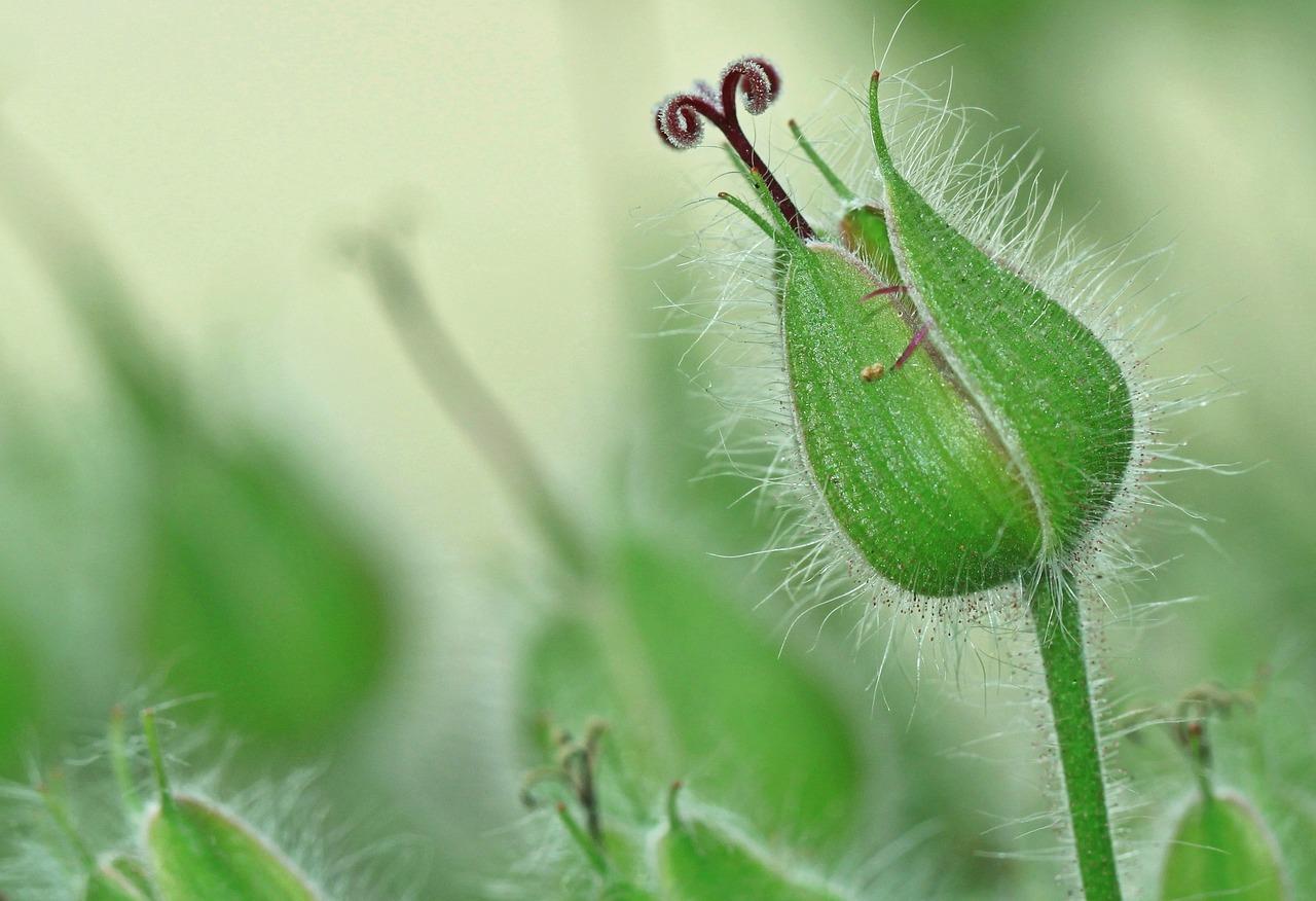 2. 清理病残枝叶