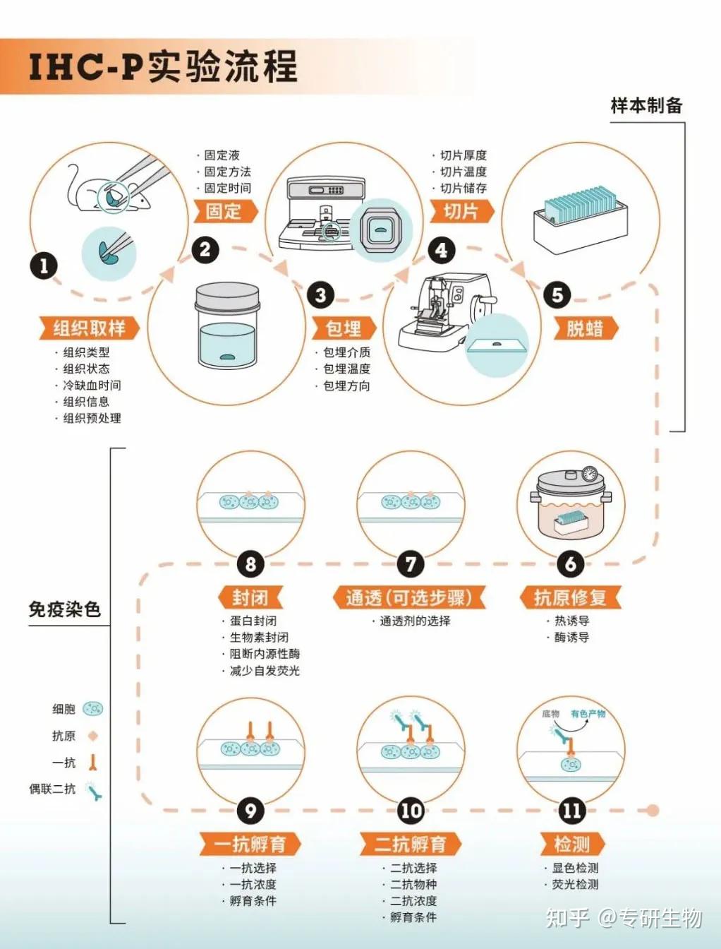 免疫组织化学（IHC）实验免疫染色详细流程 - 知乎