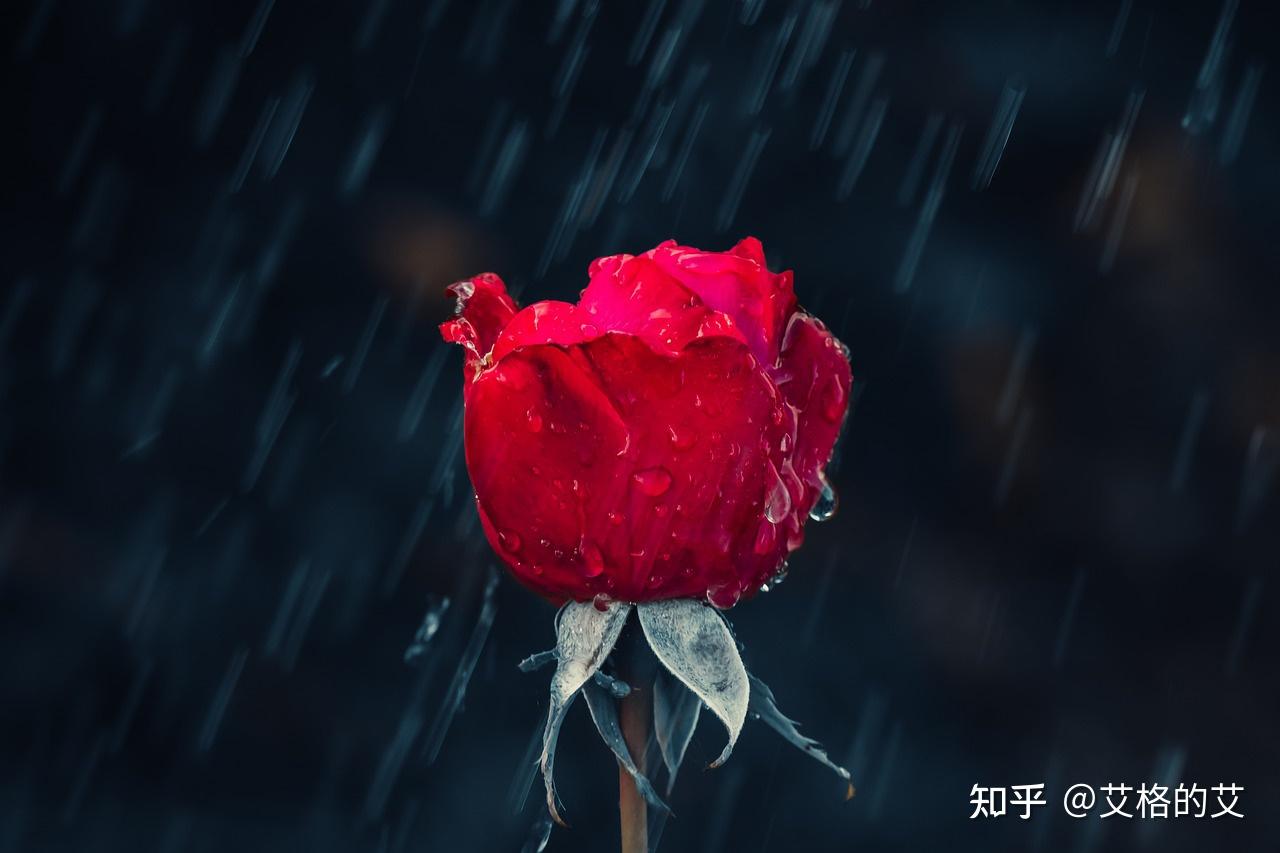 有没有关于我将玫瑰藏于身后的文案