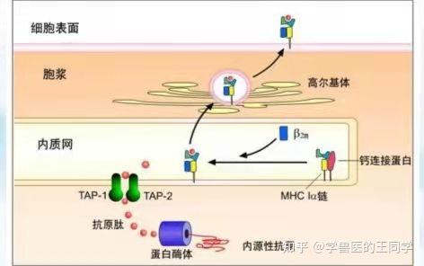 动物免疫学-4-MHC分子 - 知乎