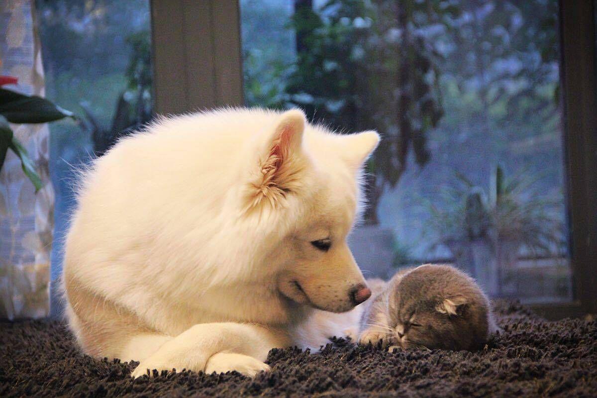 猫和狗能正常交流么? - 知乎