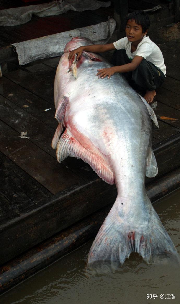 中国有没有类似于湄公河巨鲶的鲶鱼品种