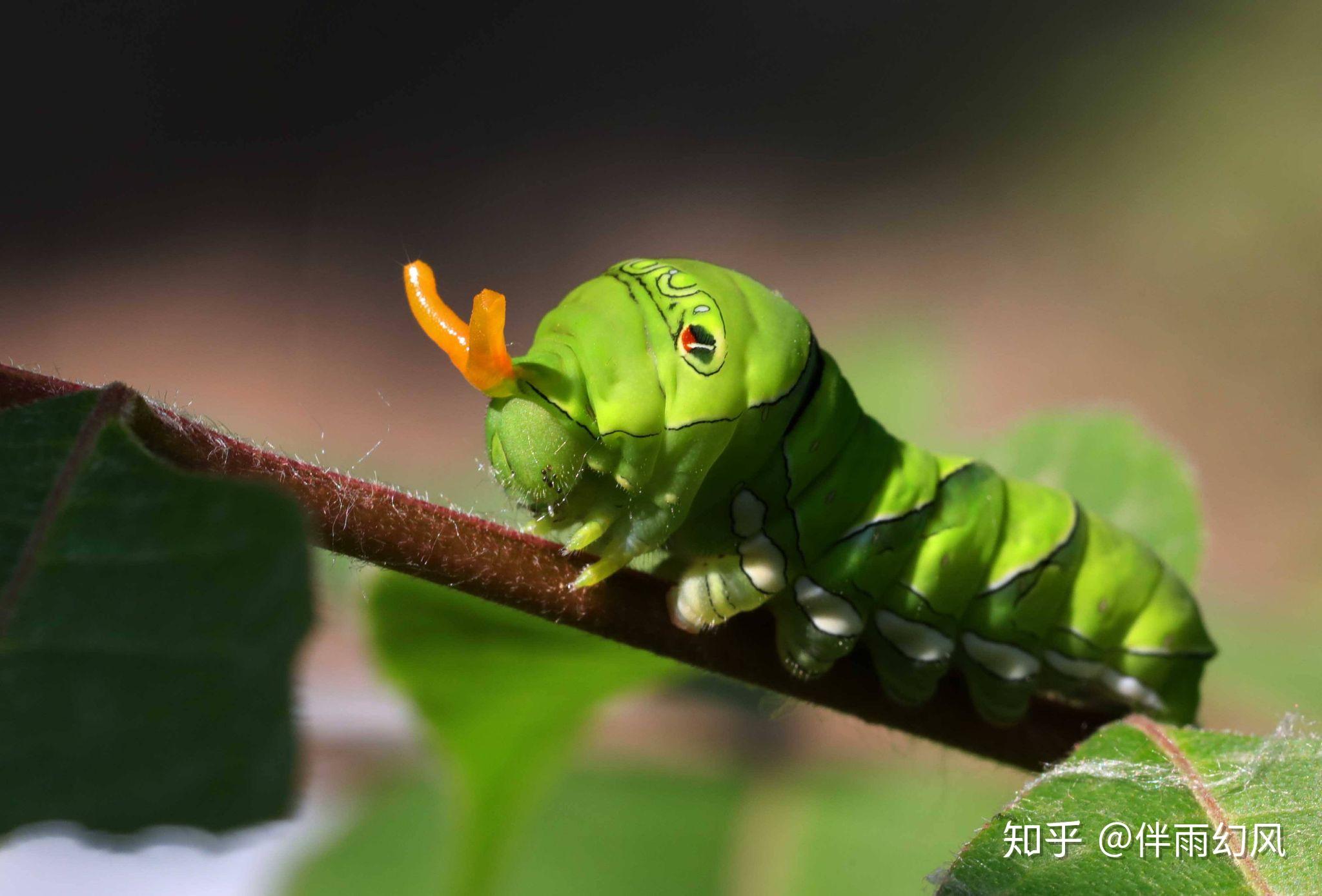 糖宝是什么虫? - 知乎