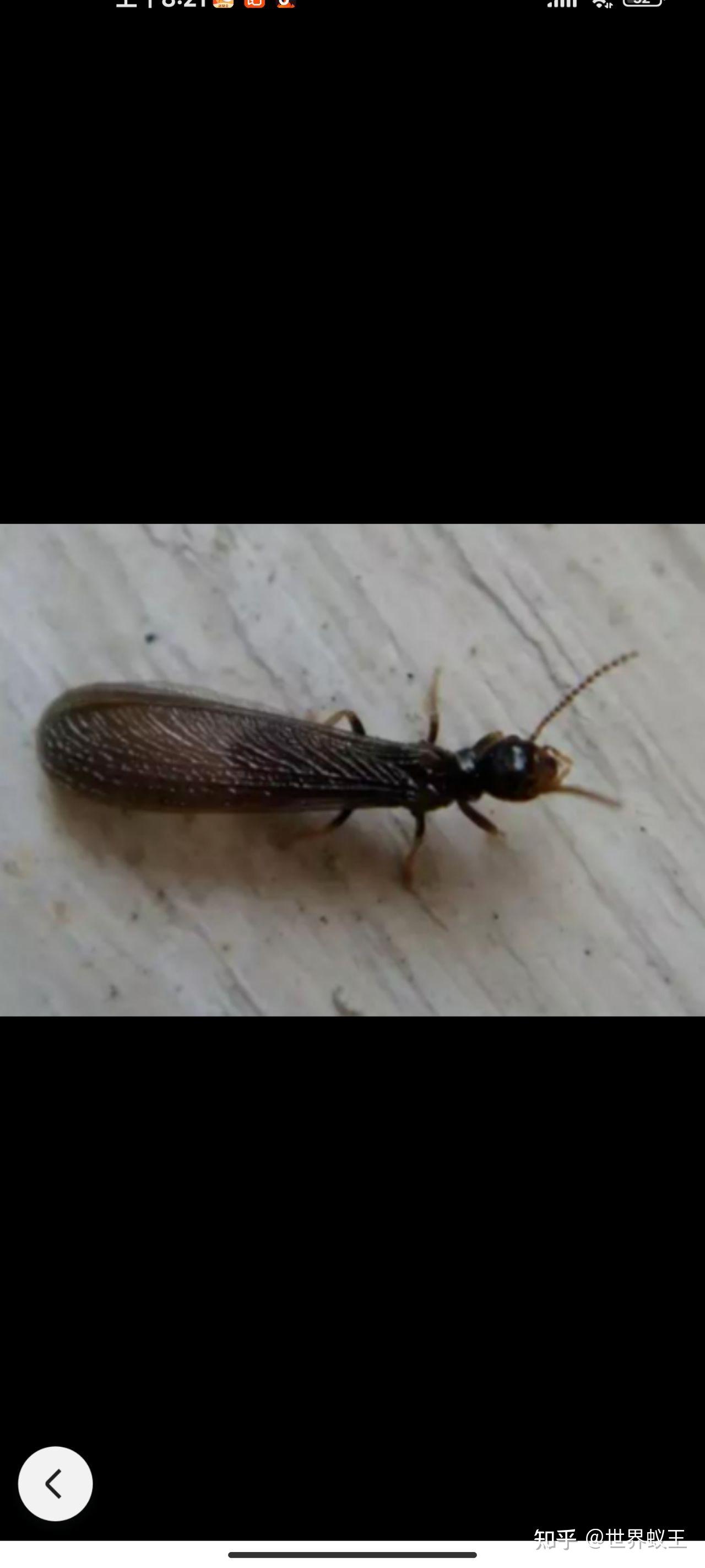 请问一下这是一种什么样的蚂蚁长大后有翅膀对房屋有破坏吗