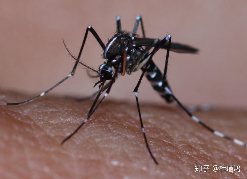 大神看一下这是什么蚊子?