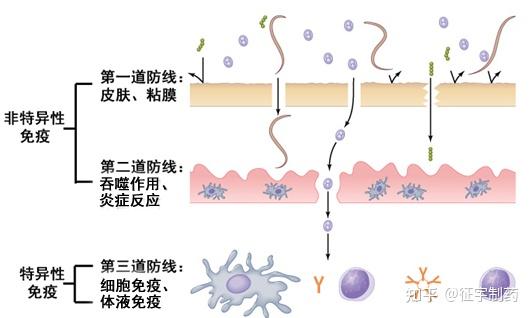 为什么说免疫系统是人体最好的医生? - 知乎