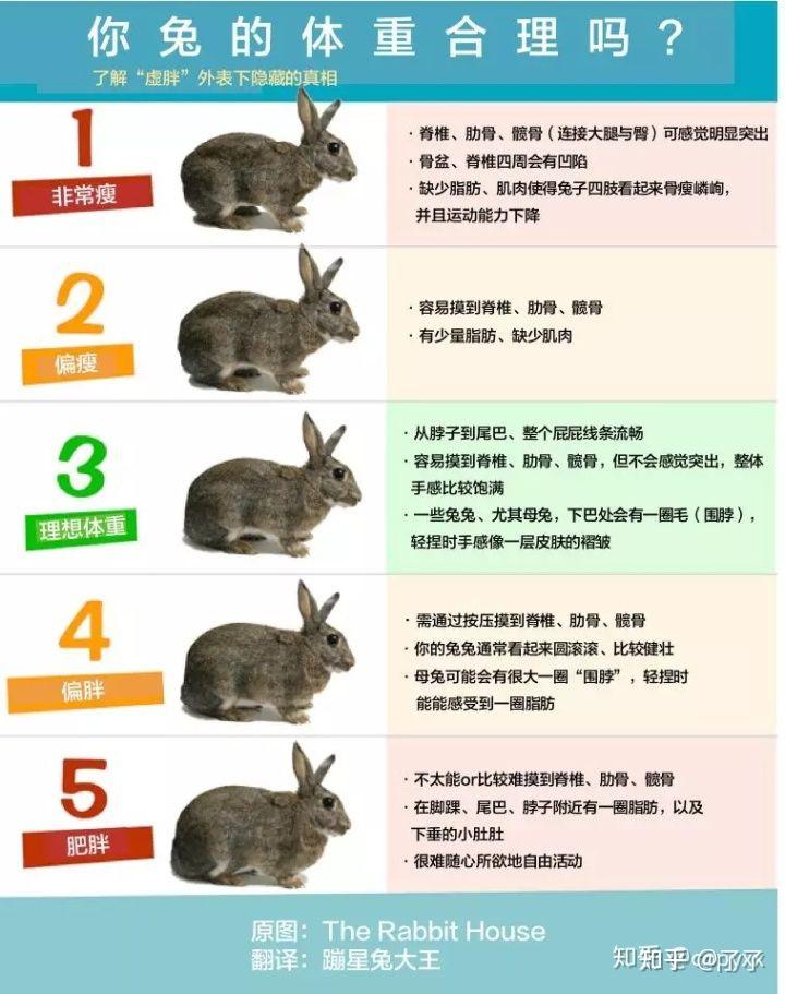 肉兔品种介绍及图片图片