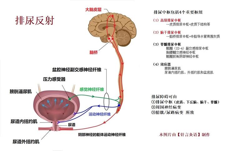 膀胱的神经支配与排尿控制 - 知乎