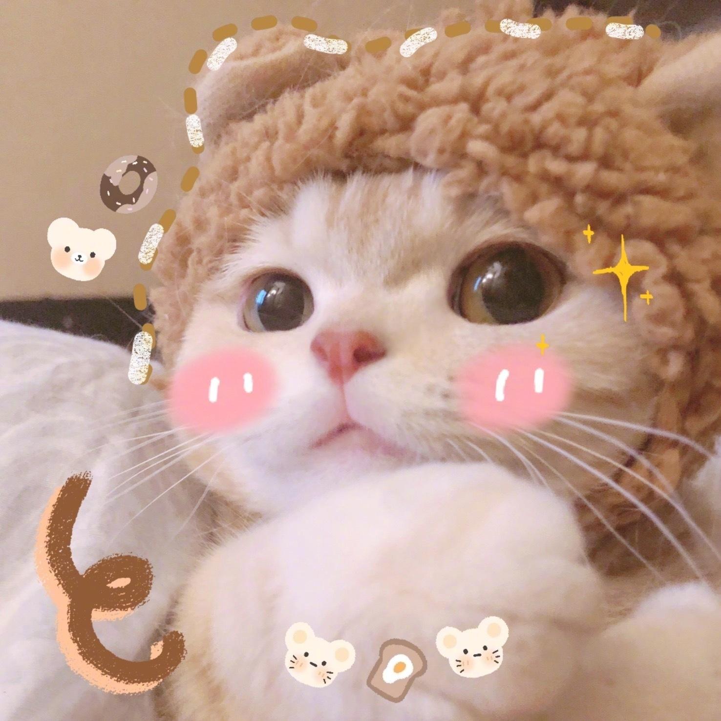 有什么好看的小动物头像