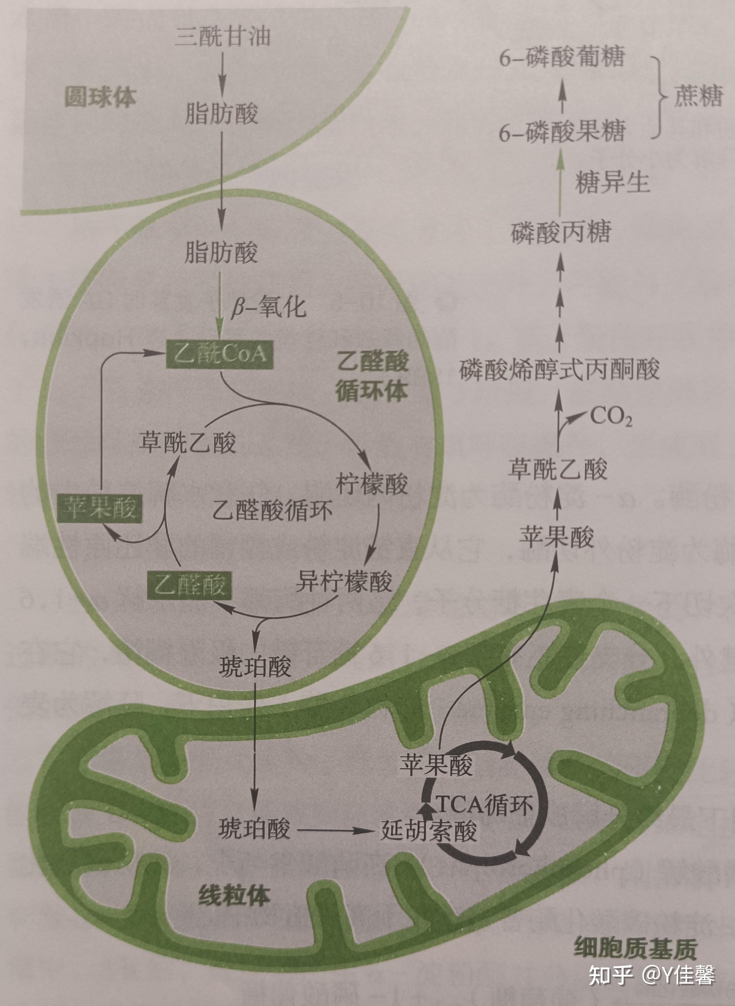 葡萄糖代谢途径图图片