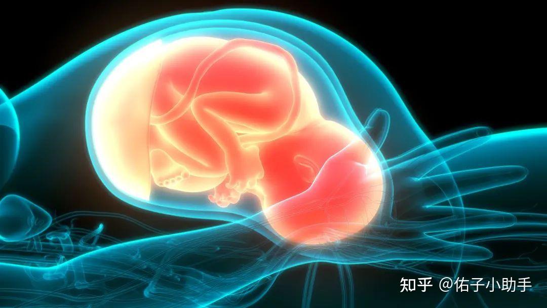 女性双子宫之谜：从形成到影响，一次说清！ - 知乎
