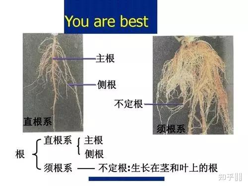 各位生物大佬,请问自己没有见过的植物怎么区分直根系和须根系,怎么区分平行脉和网状脉? - 知乎