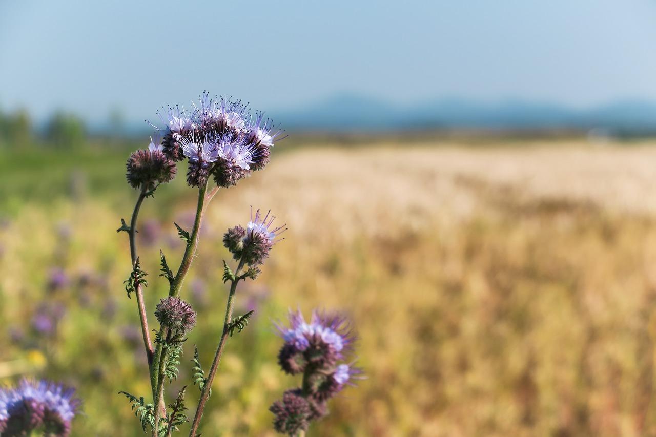 2. 夏末秋初开鸡冠