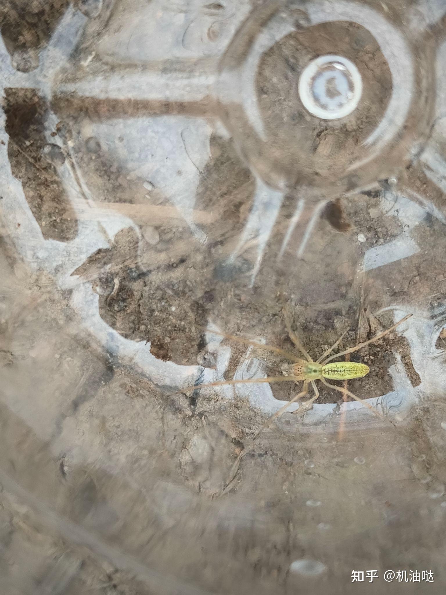 这种黑龙江常见蜘蛛是什么?