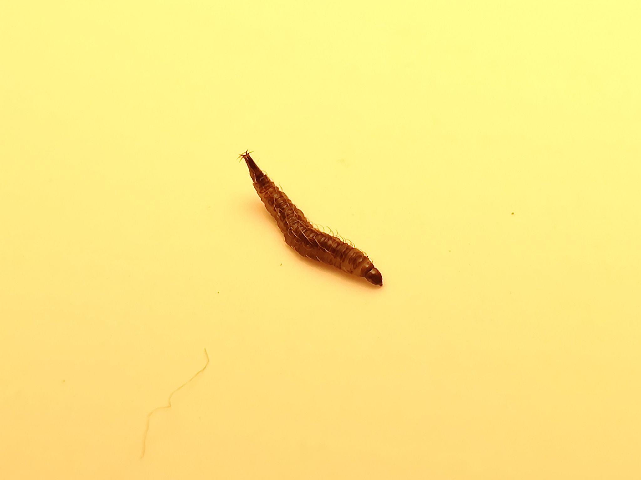 这个黑色蠕动的虫子是什么