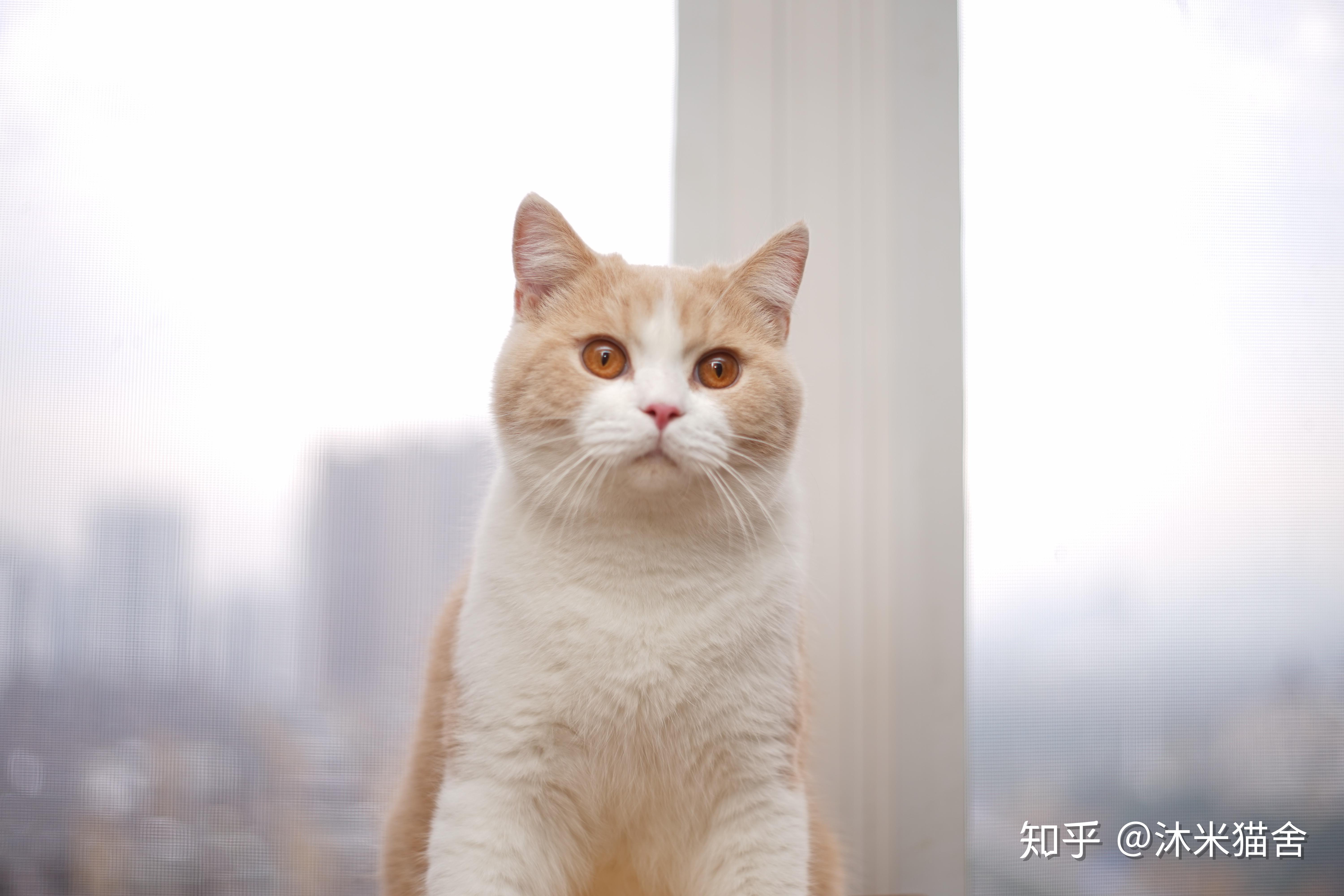 我家英短乳白3500从别人家买回来的,是自己家里繁