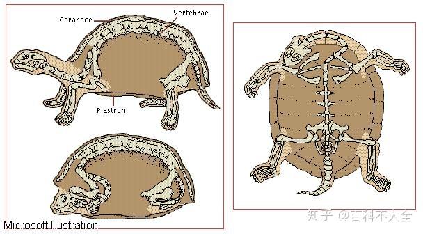 动物篇(42)·爬行纲·龟鳖目 - 知乎