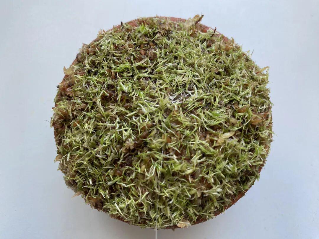 亲身实践｜水苔白发藓繁殖的时候是先出现假根还是先出现原丝体？白发藓的假根能长多长？ - 知乎