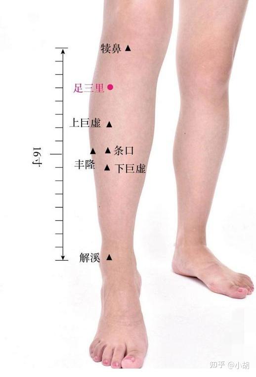 倪海厦针灸课笔记(10)足阳明胃经 下 - 知乎