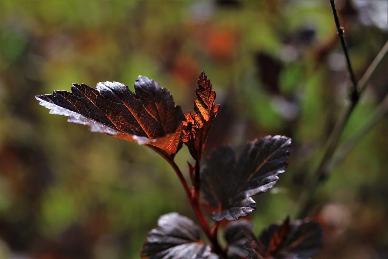 3. 光照与通风管理