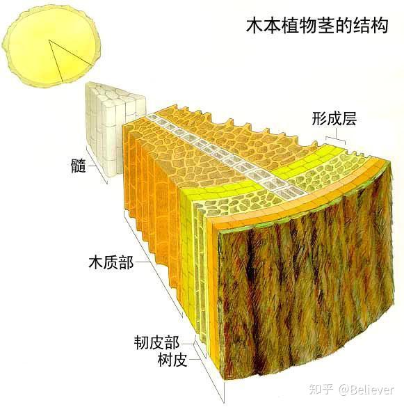 木质部细胞和韧皮部细胞哪个大? 