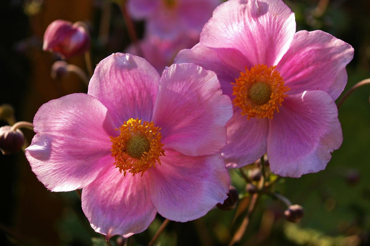 丹桂花期多少天