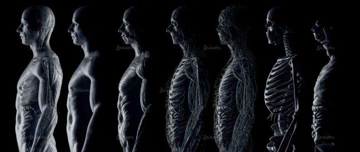 一些解剖参考分享 知乎