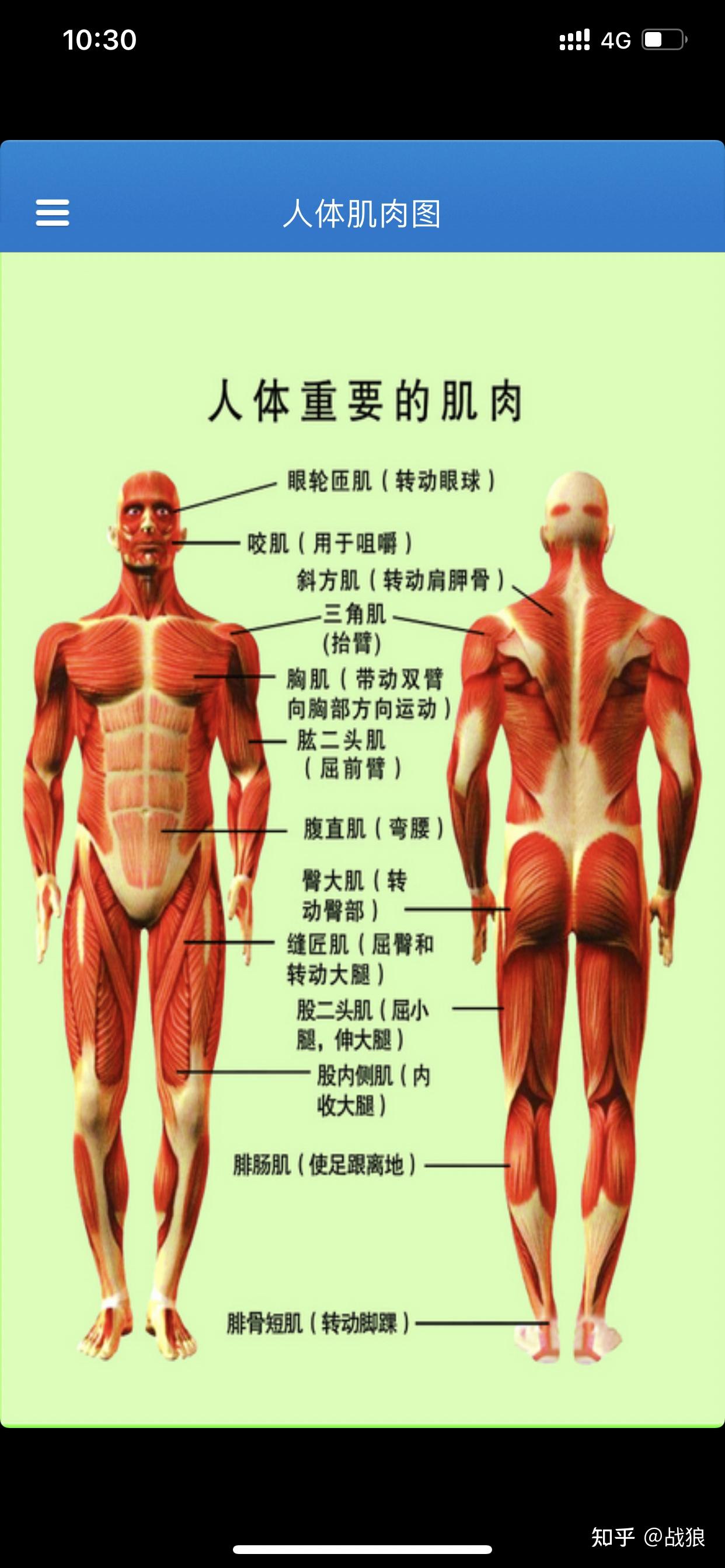 全身肌肉图解高清大图图片