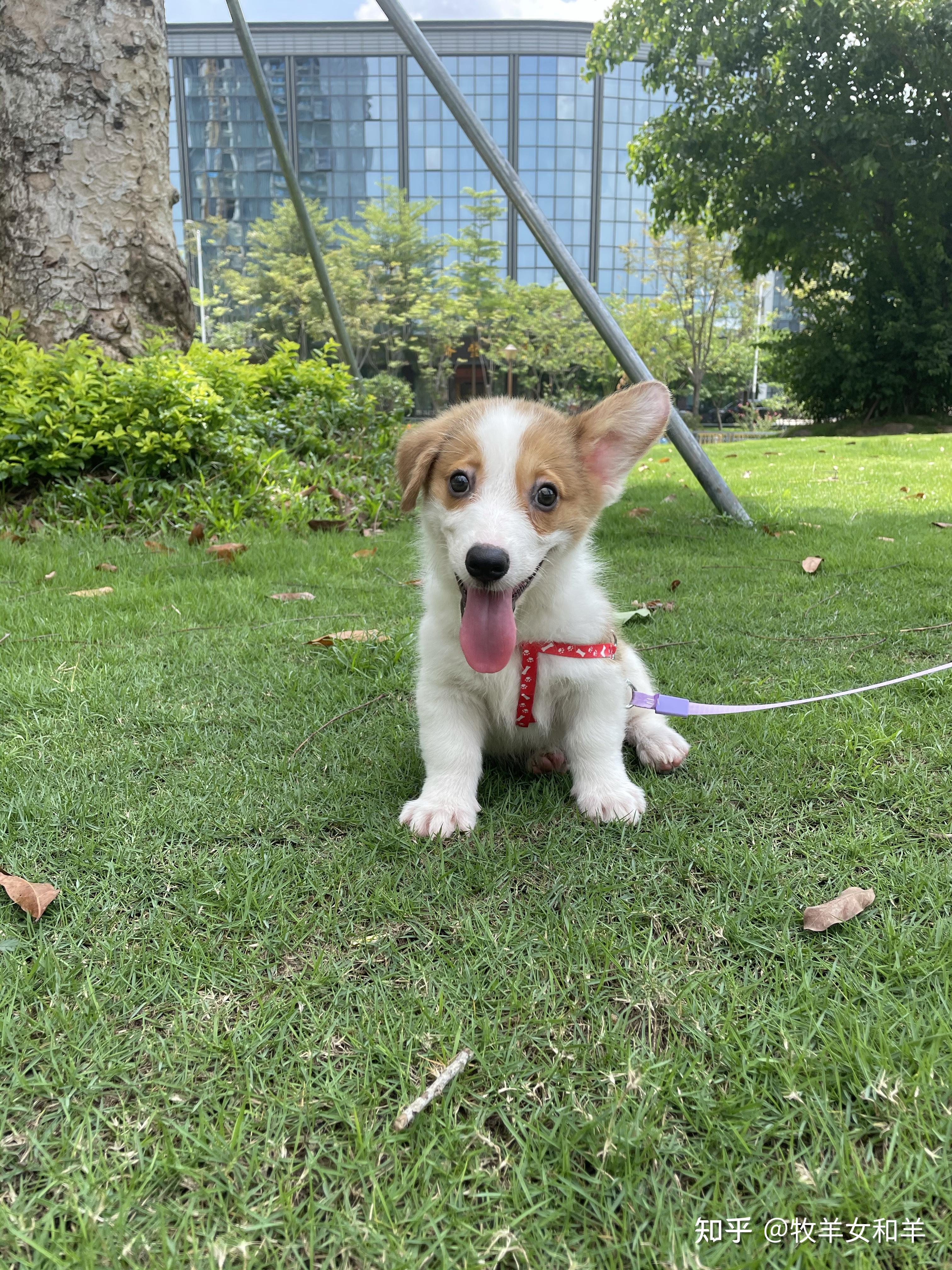 妈妈是柯基,爸爸是棕色比熊,串出来的柯比修勾勾,快三个月了,这耳朵