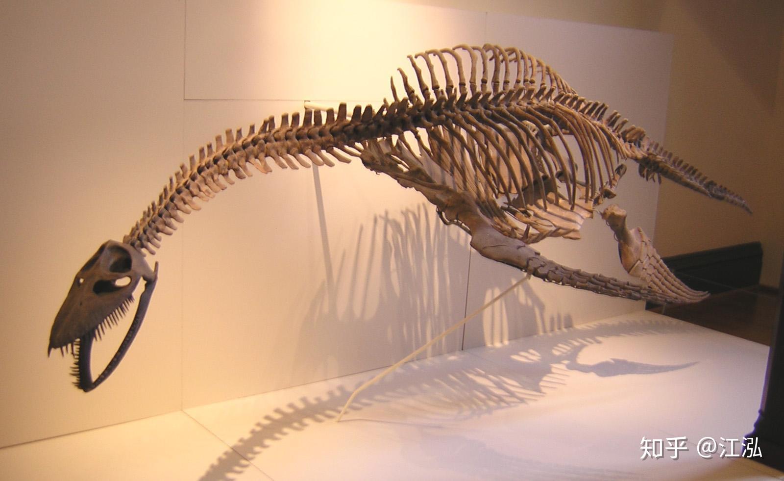为什么长颈蛇颈龙的脖子进化得那么长