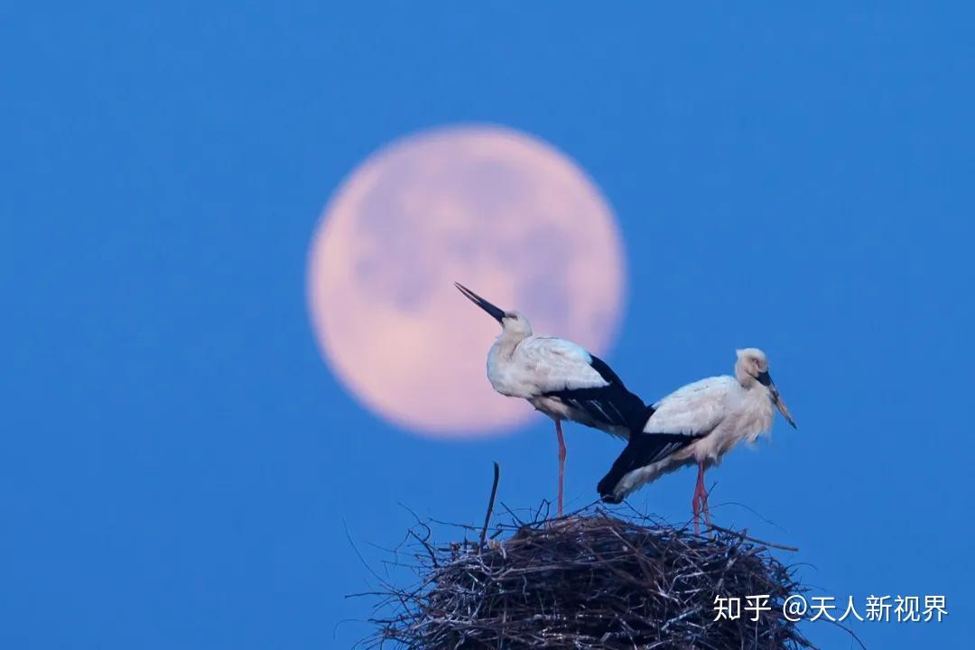 候鸟天堂 | 冬日鄱阳湖候鸟两日摄影主题游攻略 - 知乎