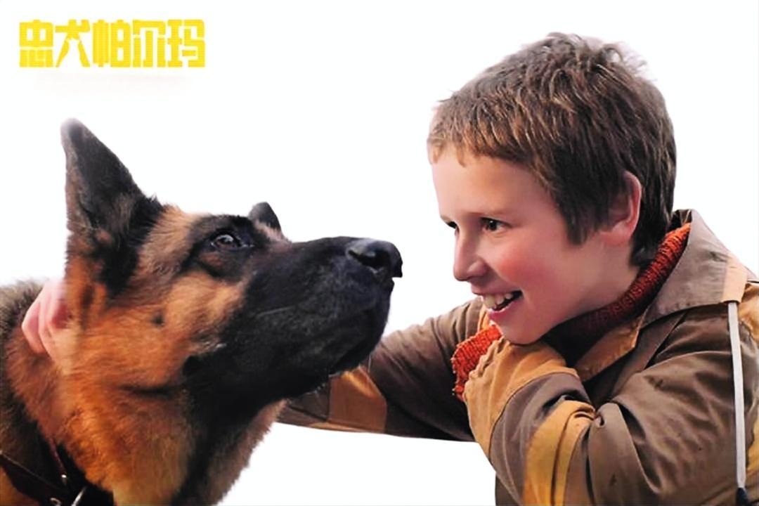 忠犬帕尔玛:超感动!被抛弃被放弃忠犬迎来的第二次幸福人生#经典电影