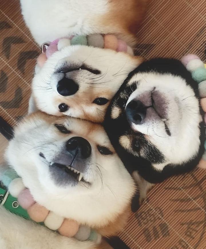 萨摩和白色柴犬,哪个更适合新手饲养?