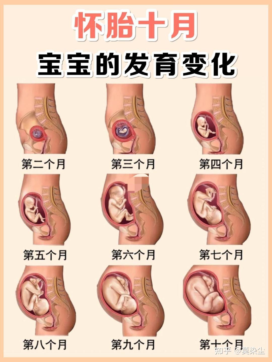 怀孕一个月宝宝有多大图片